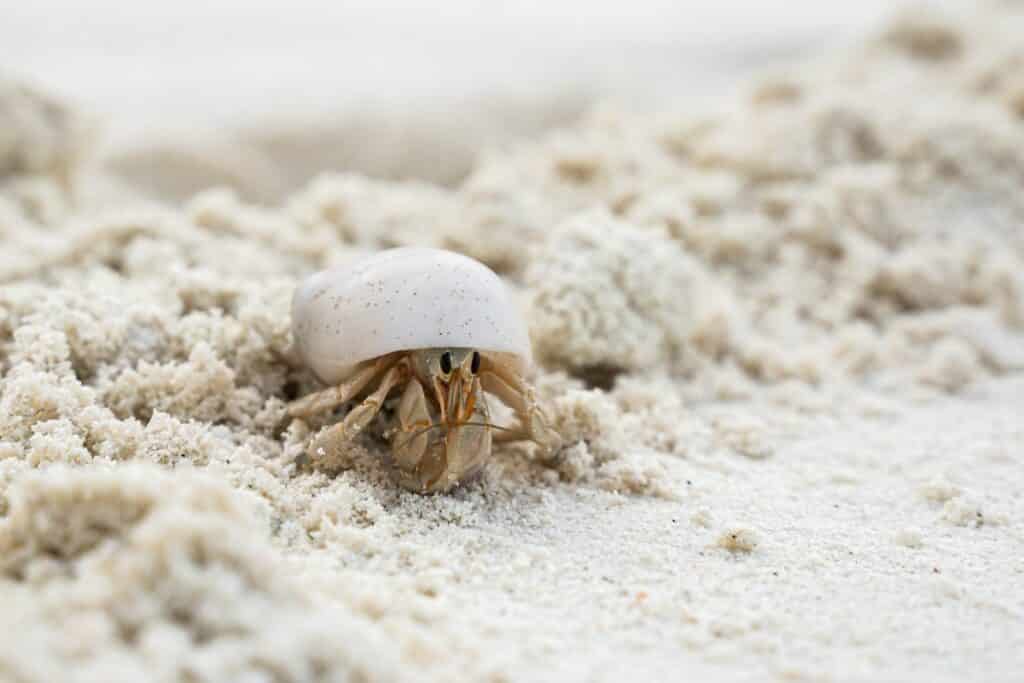 crabe ermite