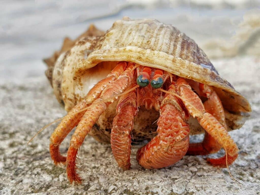 crabe ermite