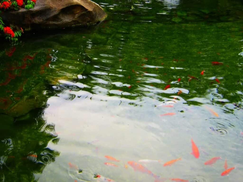 estanque de peces