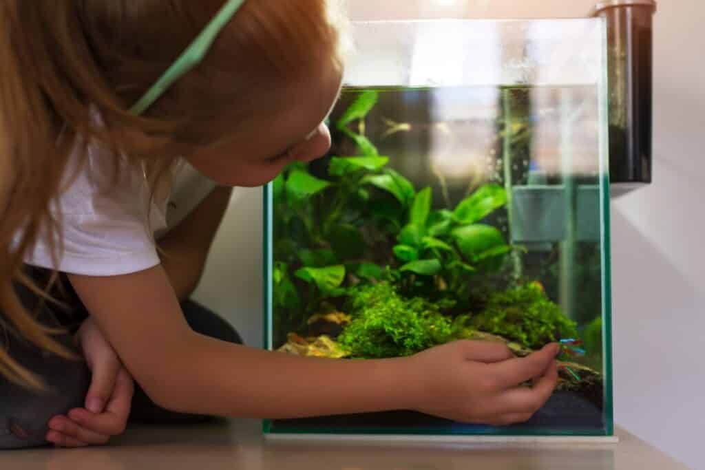 mini fish tank