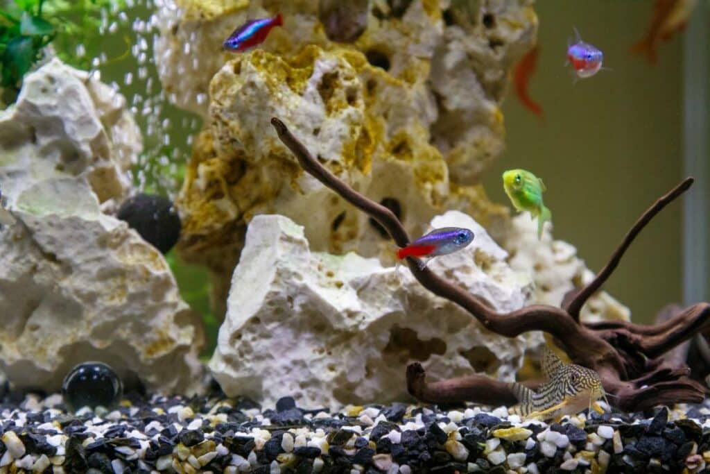 mini aquarium
