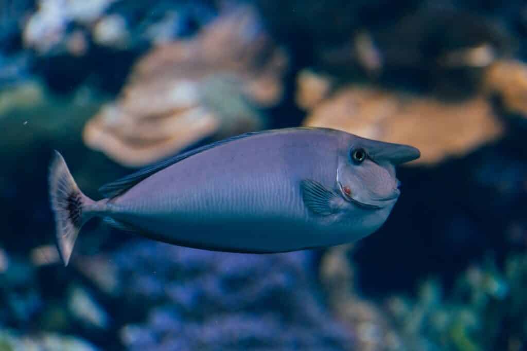 nose fish