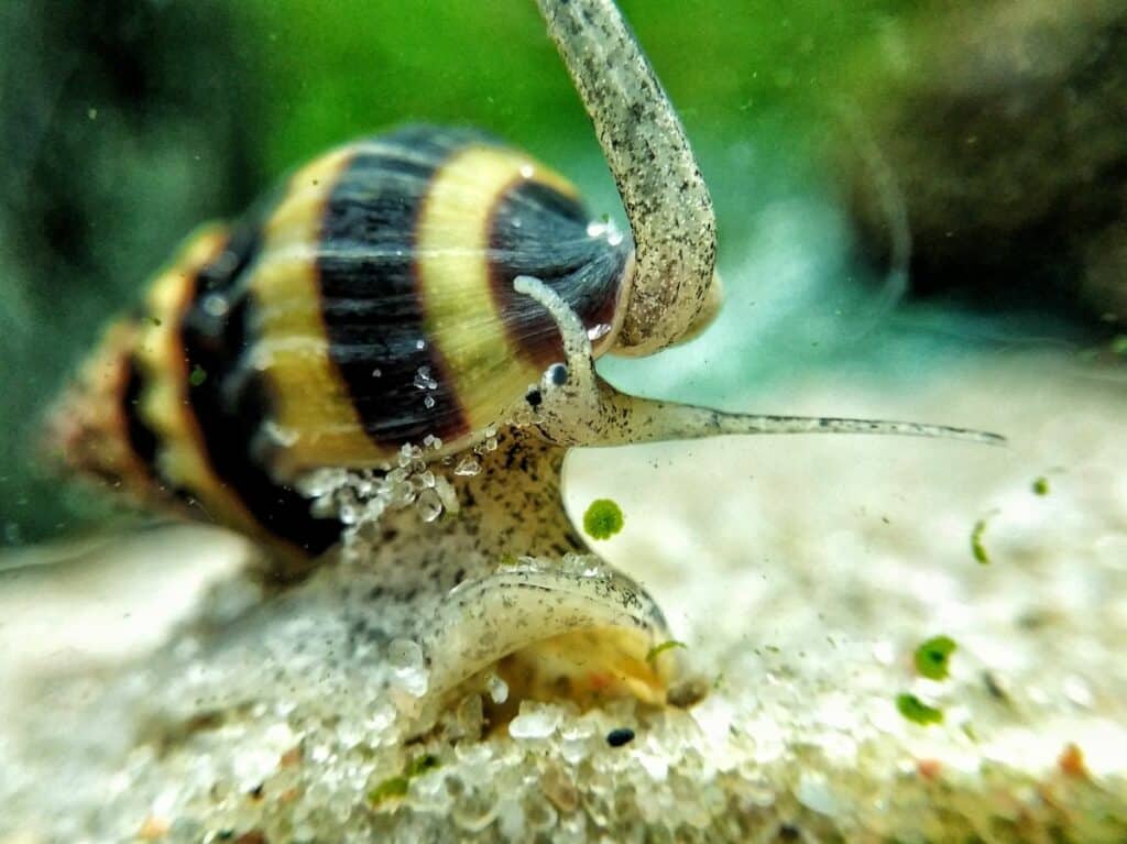 tower snails