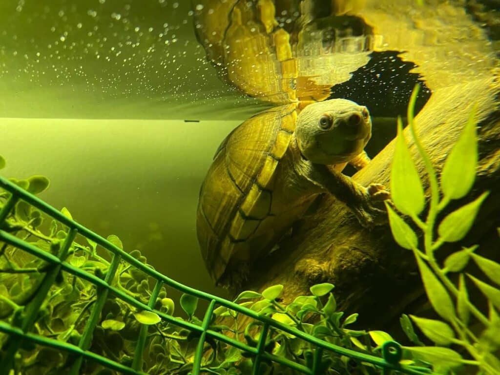moschusschildkröten (2)